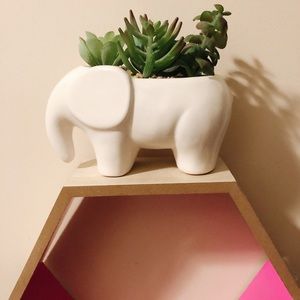 elephant succulent 🐘